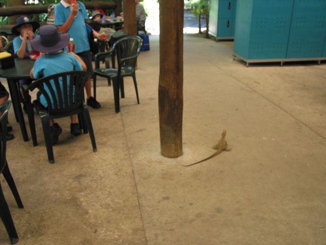 22 - Iguana's looking for some lunch leftovers 