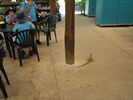 22 22 - Iguana's looking for some lunch leftovers