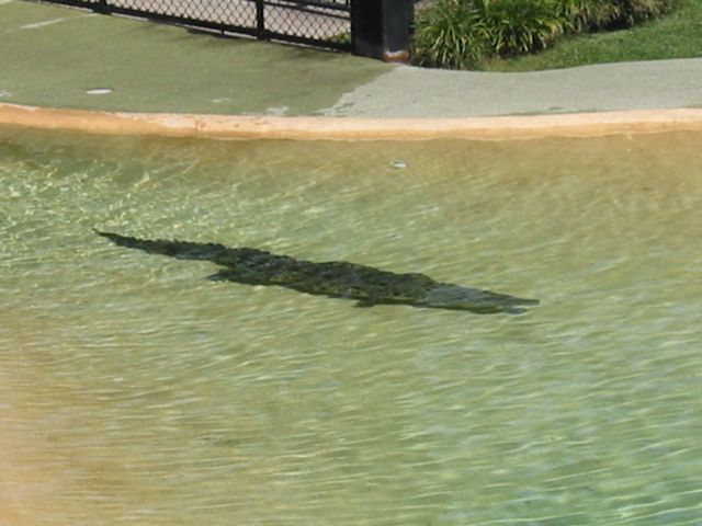 11 - Weipa the Croc