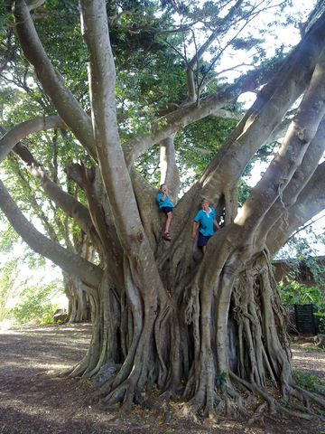 Tree Climb