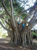 1 - Tree Climb Tree Climb