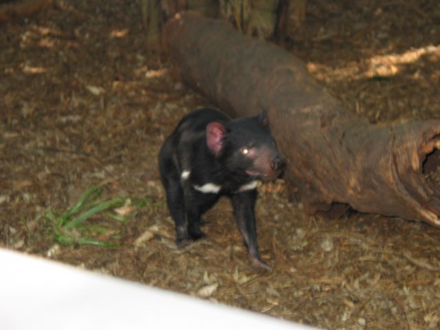 28 - Tasmanian Devil