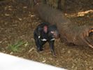 28 28 - Tasmanian Devil