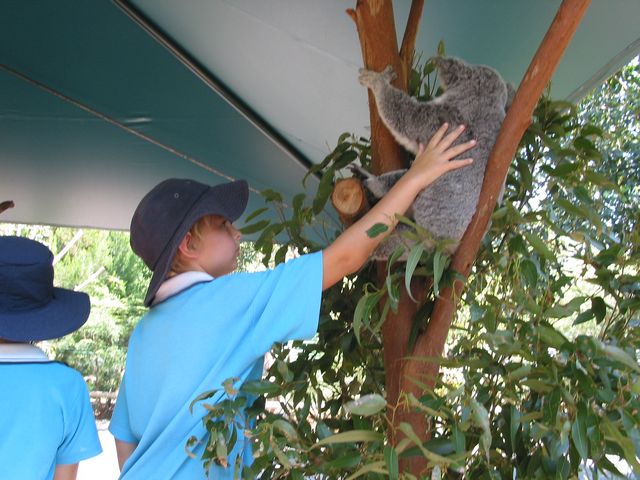 1 - Jai with Bert the Southern Koala