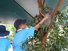 1 1 - Jai with Bert the Southern Koala
