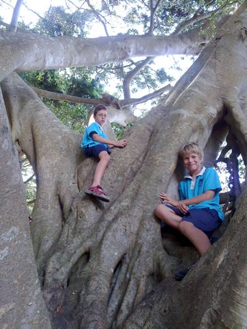 4 - Patrick and his mate Tom climbing the huge tree