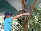 2 2 - Bert the Southern Koala
