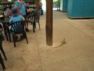 22 - Iguana's looking for some lunch leftovers 
