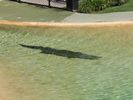 11 - Weipa the Croc