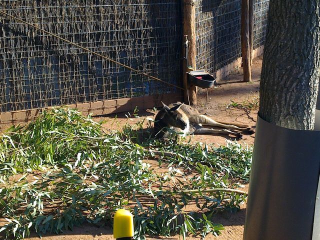 42 - Melbourne Zoo