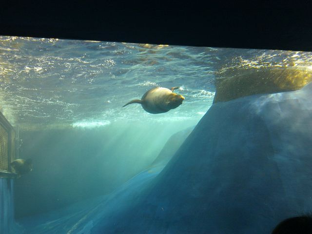 50 - Melbourne Zoo