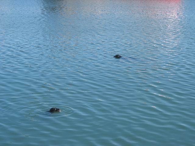 10 - Sealion's in Dublin Bay