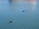 10 - Sealion's in Dublin Bay