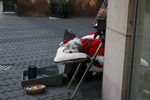 48 - Even the dogs in Nuremberg have Xmas spirit