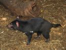 29 - Tasmanian Devil