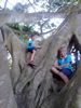 4 - Patrick and his mate Tom climbing the huge tree