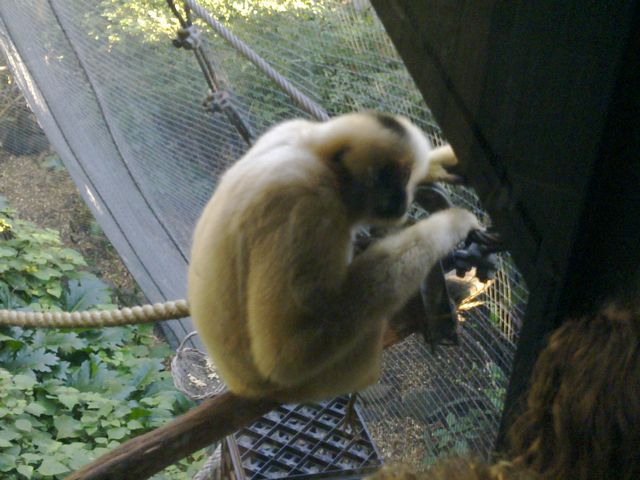 40 - Melbourne Zoo