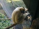 40 - Melbourne Zoo