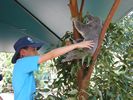 2 - Bert the Southern Koala