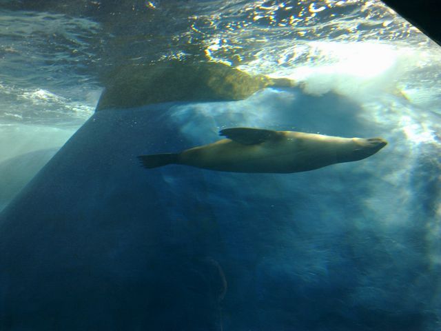52 - Melbourne Zoo