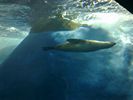 52 - Melbourne Zoo